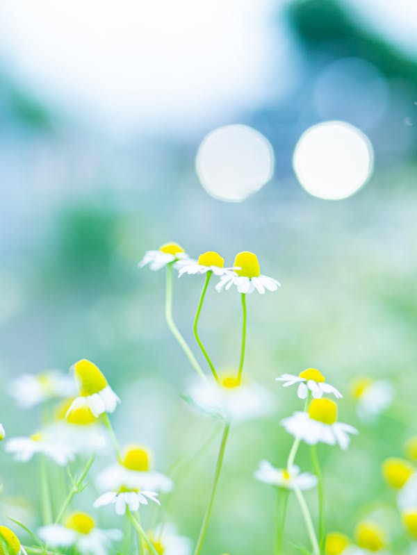 カモミールの白い花